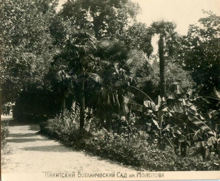 Никитский ботанический сад имени Молотова, 1940-е, Крымская АССР. Выставка «Никитский ботанический сад» с этой фотографией.&nbsp;