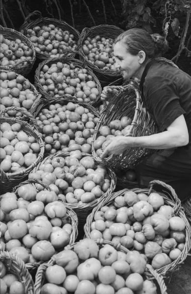 Урожай томатов, 1955 - 1965. Выставка «Новый урожай» с этой фотографией.