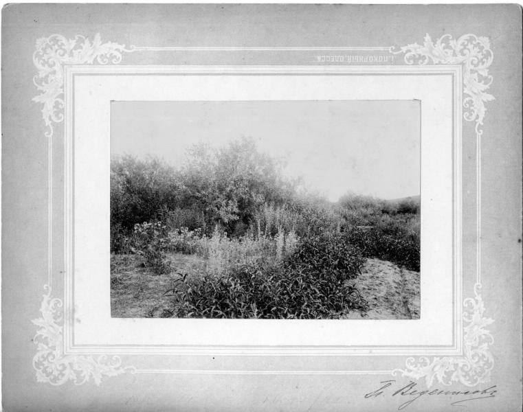 Без названия, 1910-е. Пейзаж