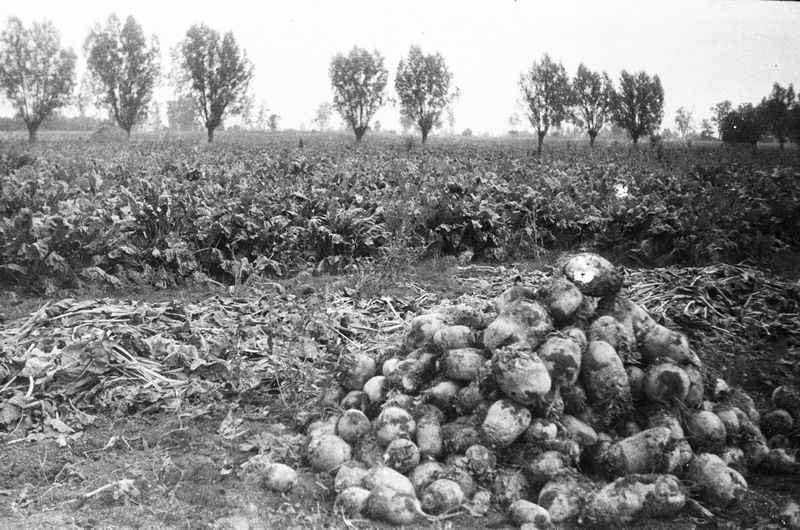 Картошка, 1950-е, Калининградская обл.. Видеовыставка «Комсомолу 100» с этой фотографией.