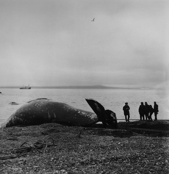 Серые киты для звероферм, 1980 год, Чукотский АО
