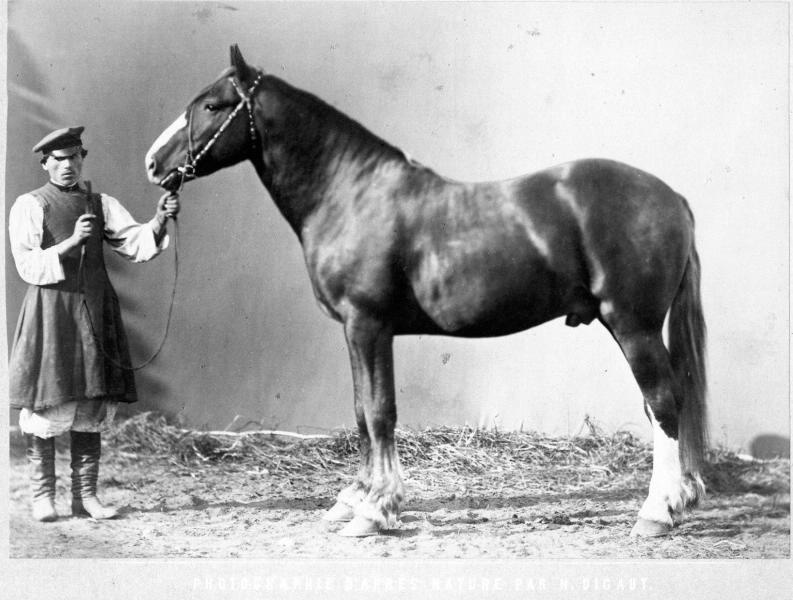 Конь Богатый, 1870-е