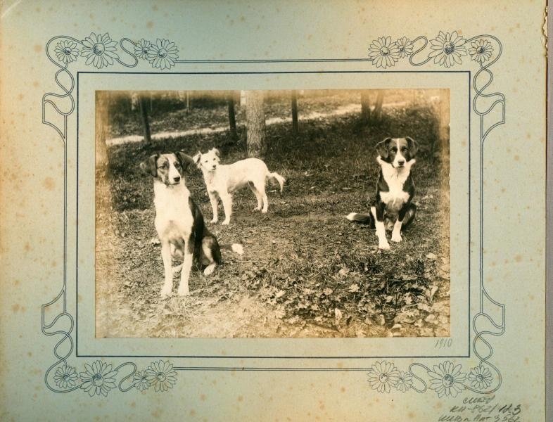 Три собаки, 1910 год