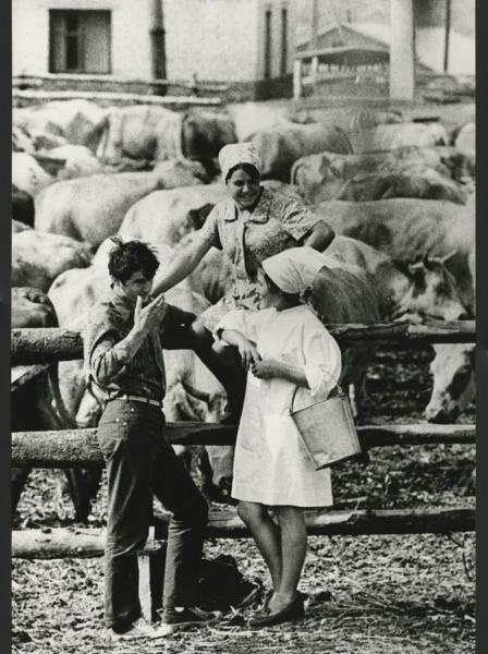 Выпускники средней школы села Краснолипье пришли работать на ферму, 1972 год, Воронежская обл., Репьевский р-н., с. Краснолипье. Выставка «Курская и Воронежская» с этой фотографией.