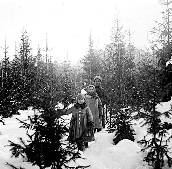 На еловой просеке, 1910-е. Выставки:&nbsp;«Рождественское настроение»,&nbsp;«Рождественская радость» с этой фотографией.&nbsp;