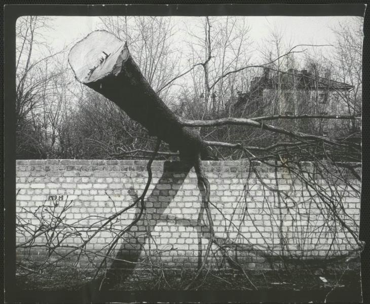 Спиленное дерево, 1970-е