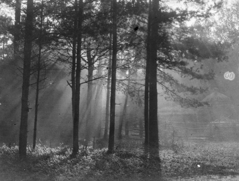 Лес, 1930-е