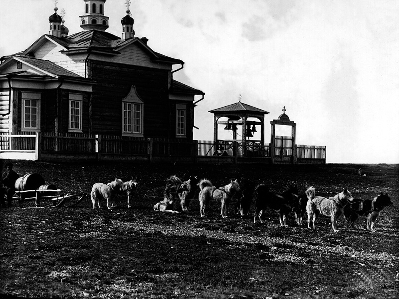 Собаки-водовозы, 1908 год, г. Охотск