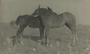 Степь. Жеребята, 1937 год, Молдавская АССР. Выставки&nbsp;«Сергей Шиманский. Не Ленинград» и «Советская Молдавия» с этой фотографией.