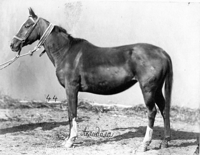 Конь Агджедали-Меймун, 1870-е