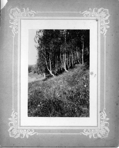 Березовая роща, 1900-е