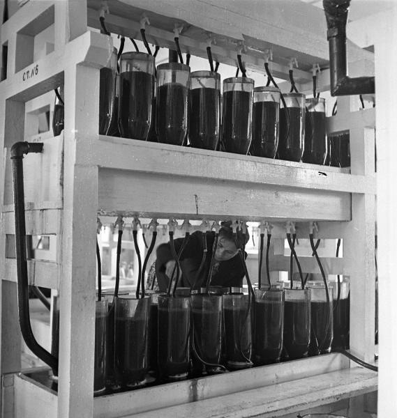 Рыбоводный завод. Икра омуля, 1959 год, Бурятская АССР