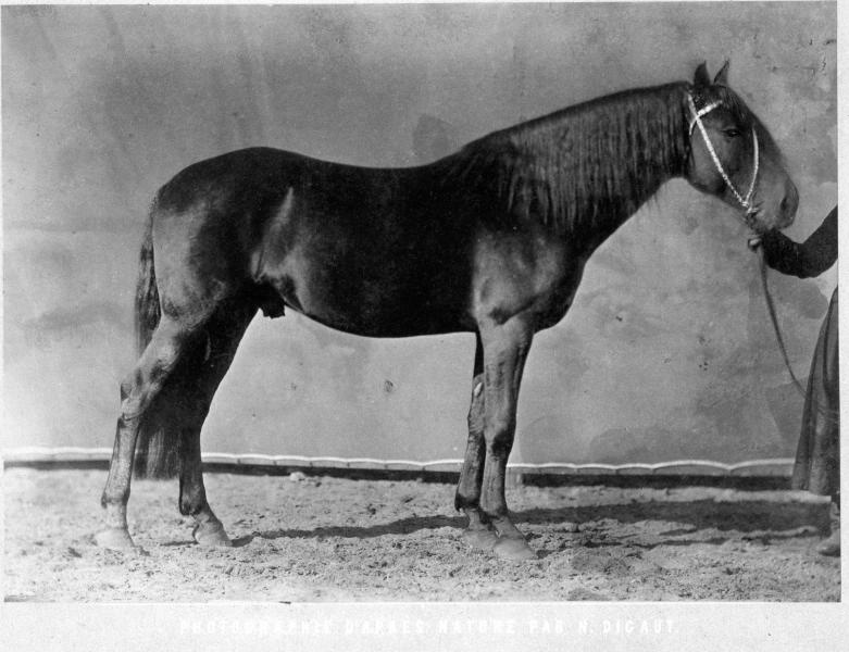Конь Ураган, 1870-е