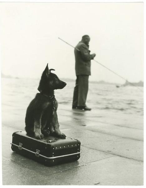 Ожидание, 1970-е. Выставка «"Каждой собаке – породистого хозяина!"» c этой фотографией.