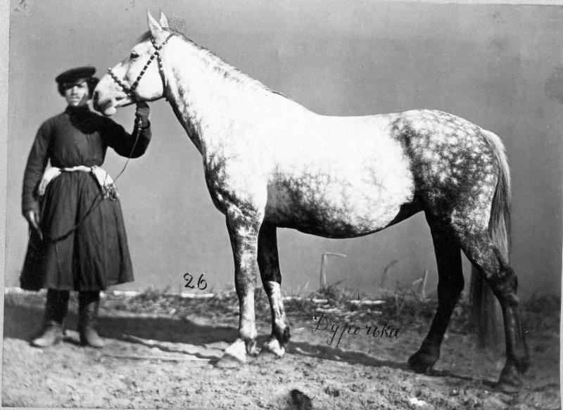 Лошадь Дурочка, 1870-е