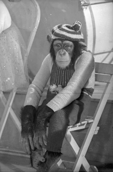 Фото "Цирк. Чиплини. Дрессированные шимпанзе", 1959 год, г. Москва ...