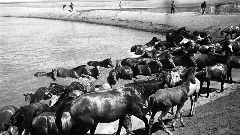 Лошади на водопое, 1938 год, Куйбышевская обл., колхоз «Степной маяк». Ныне Самарская область.