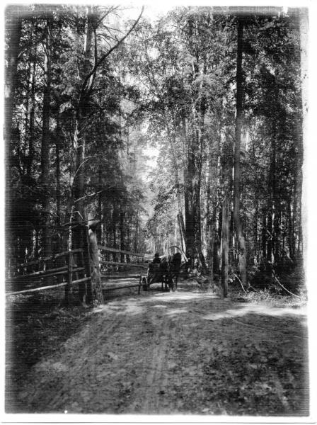 На лесной дороге, 1900-е