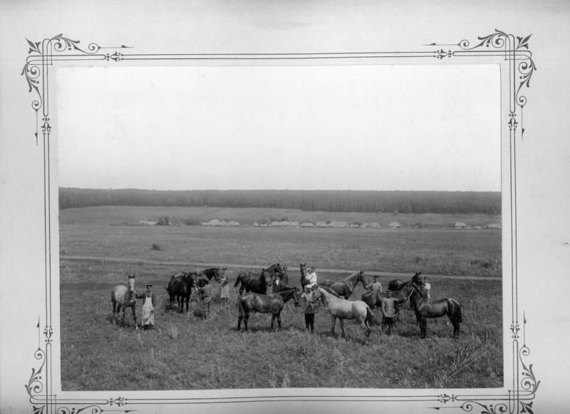 Табун лошадей на пастбище, июнь 1903