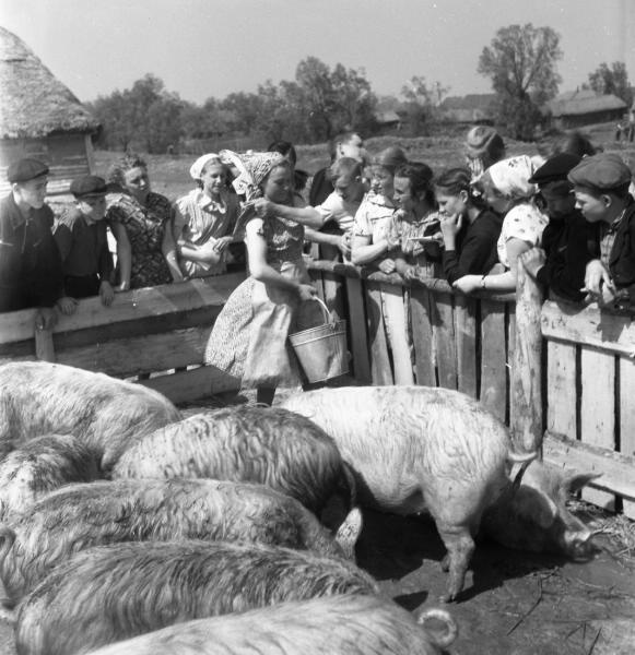 Экскурсия школьников на свиноферму, 1957 год, Тамбовская обл., колхоз «Коминтерн». 