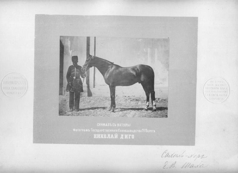 Жеребец Сахиль-Хер, 1870-е