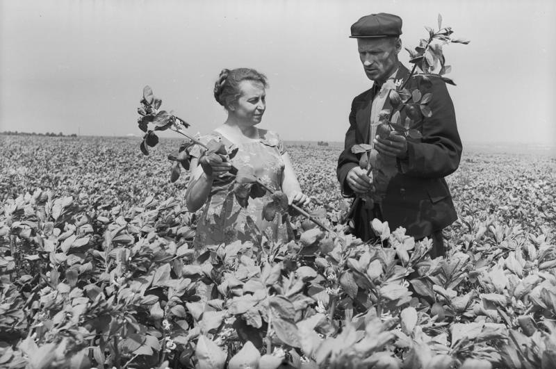 Колхозники в поле с кормовыми бобами, 1955 - 1965
