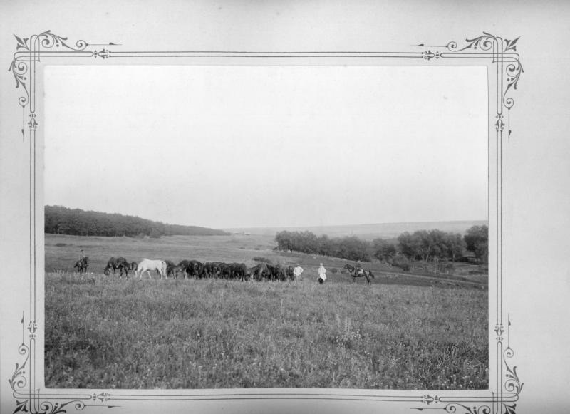 Табун лошадей на пастбище, июнь 1903