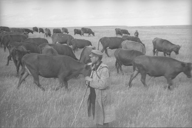 На пастбище. Пастух со стадом, 1938 год, Куйбышевская обл.. Ныне Самарская область.