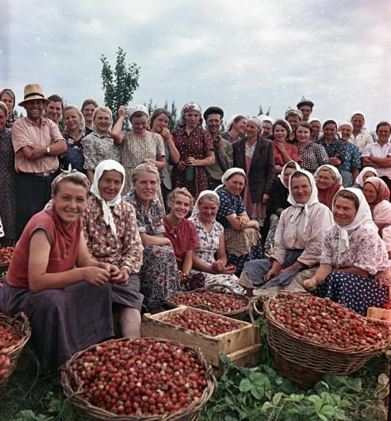 Урожай клубники, 1957 год, Краснодарский край, Курганинский р-н, колхоз «Кавказ». Выставка «СССР в 1957 году» с этой фотографией.