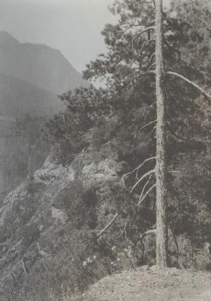 Ингурская тропа в северной части. Хвойная растительность, 1928 год, Грузинская ССР, Сванетия. Из серии «Типы Сванетии, жилище, быт, культ».