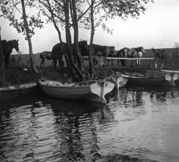 Лошади, 1910-е