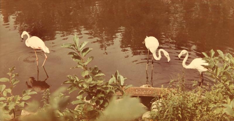 Фламинго в зоопарке, 1959 год. Выставки&nbsp;«Один из старейших зоосадов Европы. Краткая история Московского зоопарка»&nbsp;и «Птицы» с этой фотографией.