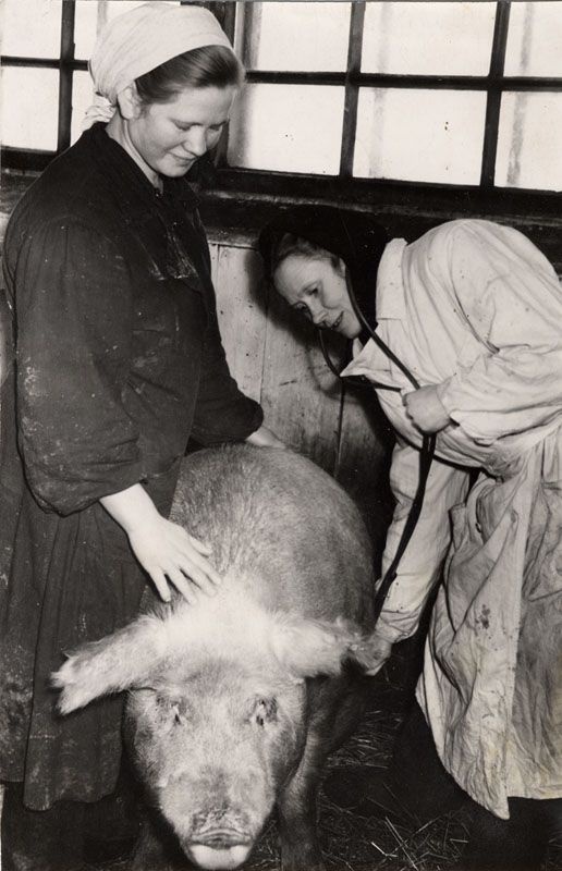 Проверка состояния здоровья свиней, 1950 год, Владимирская обл., Муромский р-н. Выставка «Свиноводство в СССР» с этой фотографией.