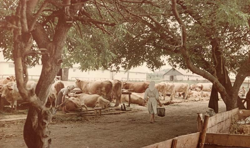 На молочной ферме, 1950-е