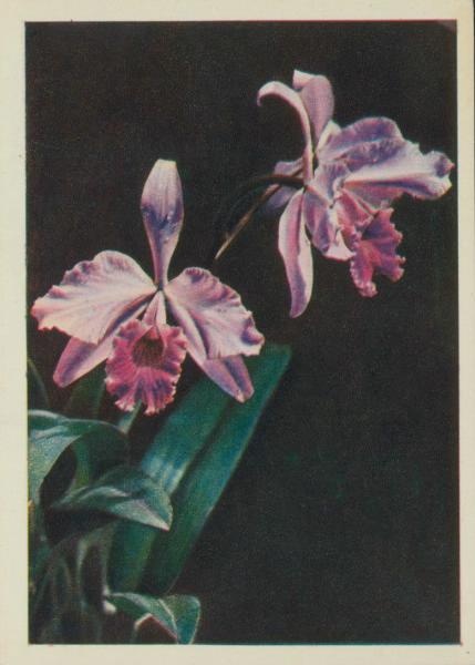 Орхидея, 1958 год, г. Москва
