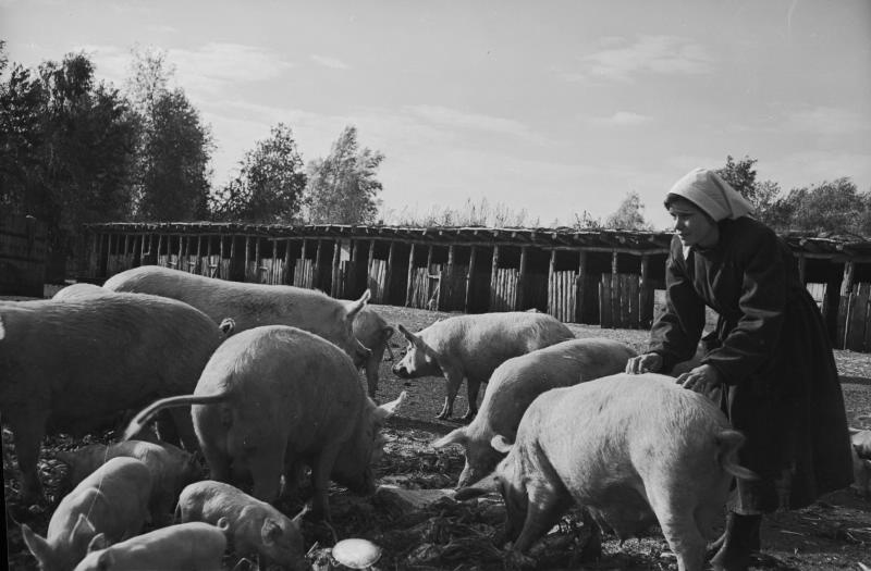 На свиноферме, 1955 - 1965. На свиноферме.