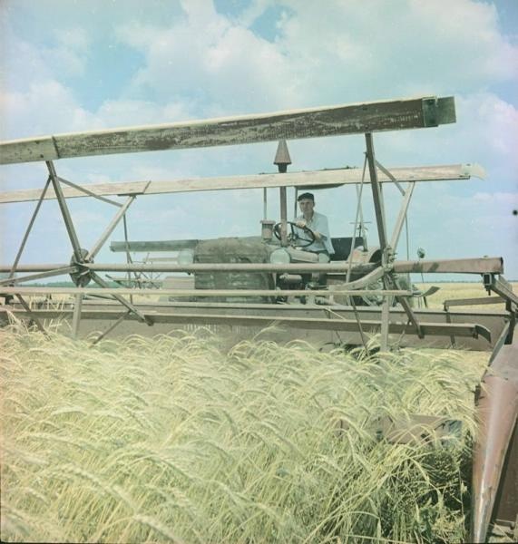 На косилке, 1950-е, Краснодарский край, совхоз «Газырский». Из серии «Сельскохозяйственные работы на юге России».