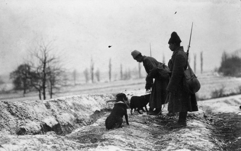 Разведчики с собаками, 1915 год