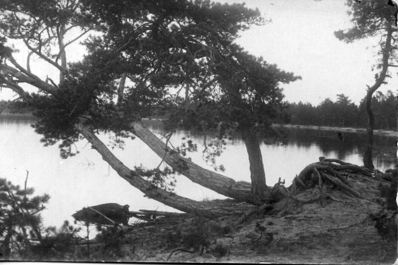 Дерево у реки, 1910-е