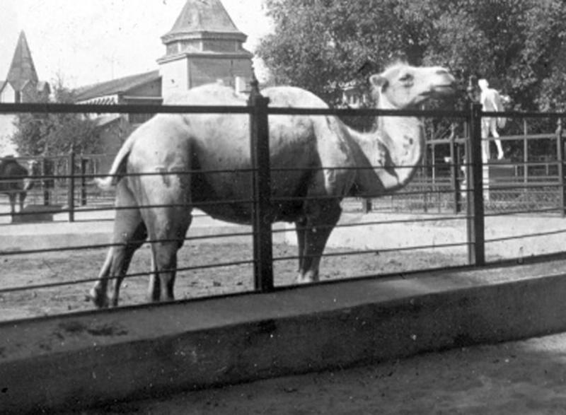 Верблюд, 1910-е, Московская губ., Московский у., усадьба Кусково