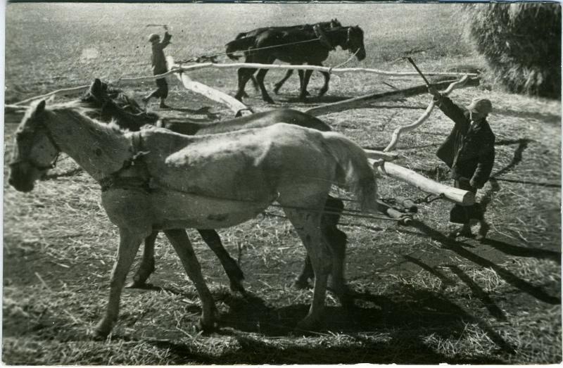 Молотьба, 1920-е. Выставка «По коням!» с этой фотографией.&nbsp;