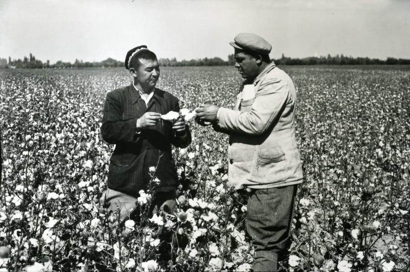 Колхозники на хлопковом поле, 1960 - 1965, Узбекская ССР