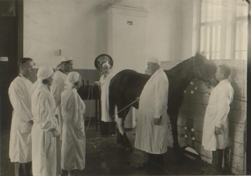 Профессор доктор М. А. Мальцев демонстрирует процедуру ионтофореза, 1940 год, Украинская ССР, г. Харьков. Из альбома «Харьковский ветеринарный институт».