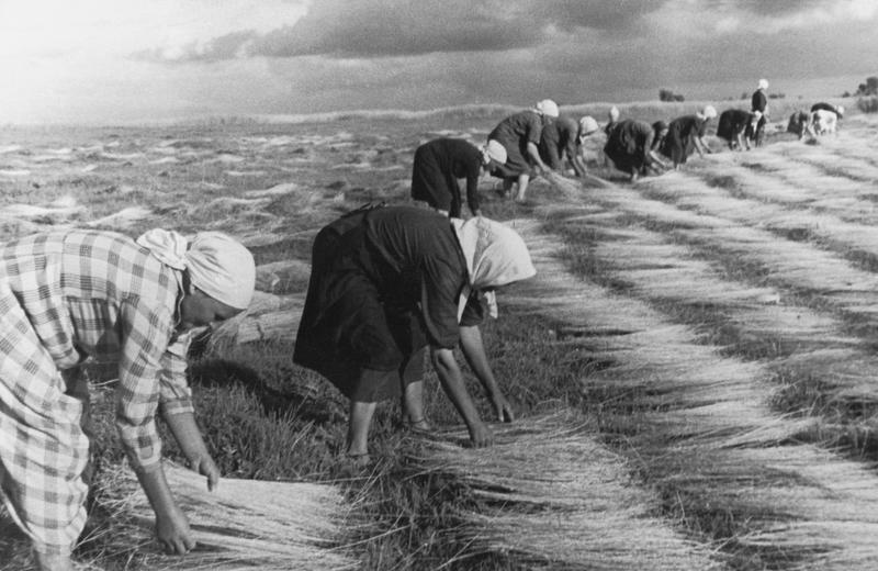 Расстил льна, 1920 - 1939. Выставка «20 лучших фотографий Леонида Шокина» с этой фотографией.