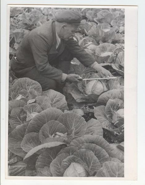 Замер урожая капусты, 1970-е