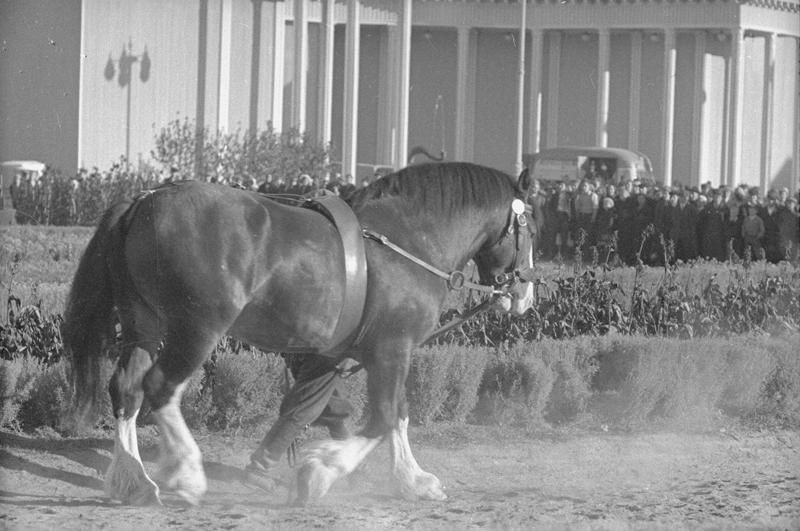 ВСХВ. Лошади-битюги на прогулке, 1939 год, г. Москва