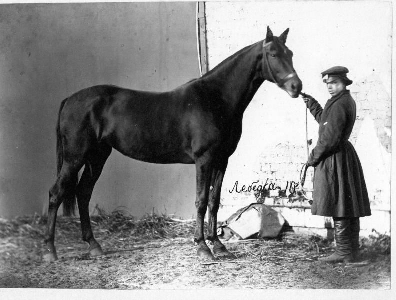 Кобыла Лебедка, 1870-е. Выставка «По коням!» с этой фотографией.&nbsp;