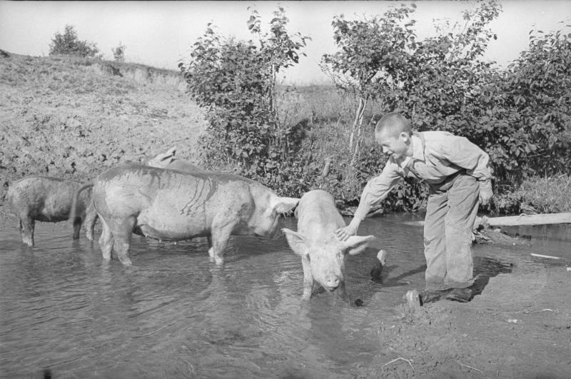 Свиньи на выпасе, 1943 год