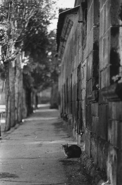 Кошка на улице, 1960-е, Армянская ССР. Выставка «10 лучших фотографий кошек» с этим снимком.