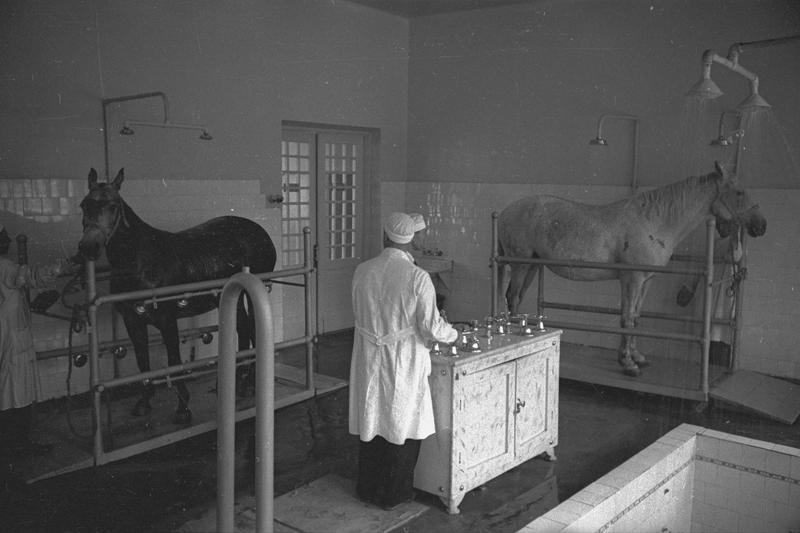ВСХВ. Ветеринарная клиника. Водолечение, 1939 год, г. Москва